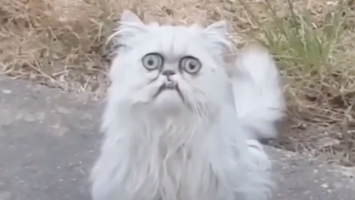 Wilfred Warrior Is The Crazy-Looking Cat The Internet Can't Help Falling In Love With