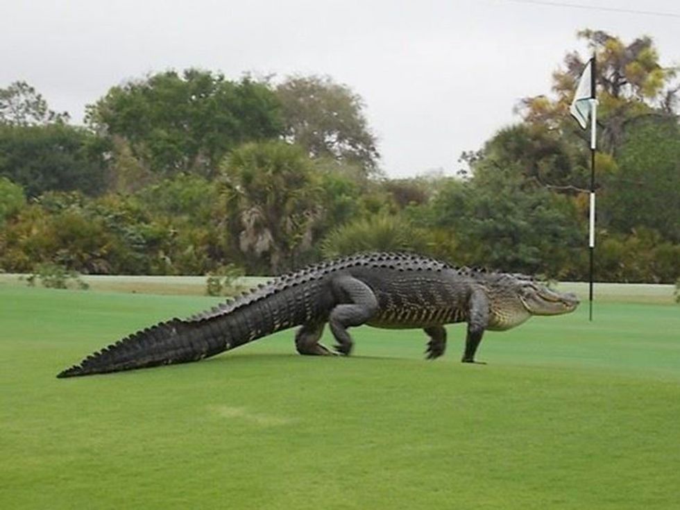 Check Out the Pictures of a Massive Alligator on a Florida Golf Course ...