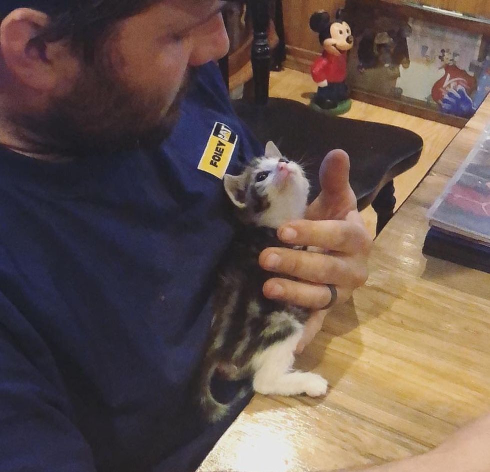 Kitten Who Lost Use of Back Legs, Now Moves Faster Than Other Cats and ...