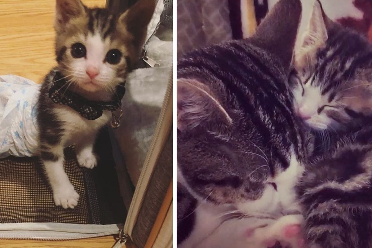 Kitten Who Lost Use of Back Legs, Now Moves Faster Than Other Cats and Helps Kitties in Need