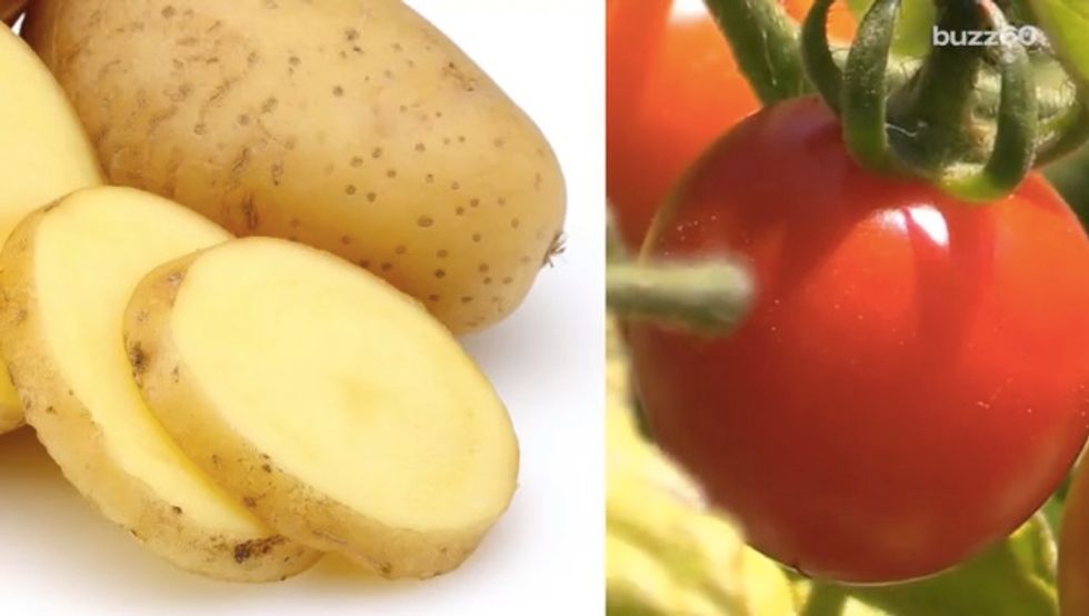 Scientists Worked Six Years to Create Plant That Grows 'Ketchup and