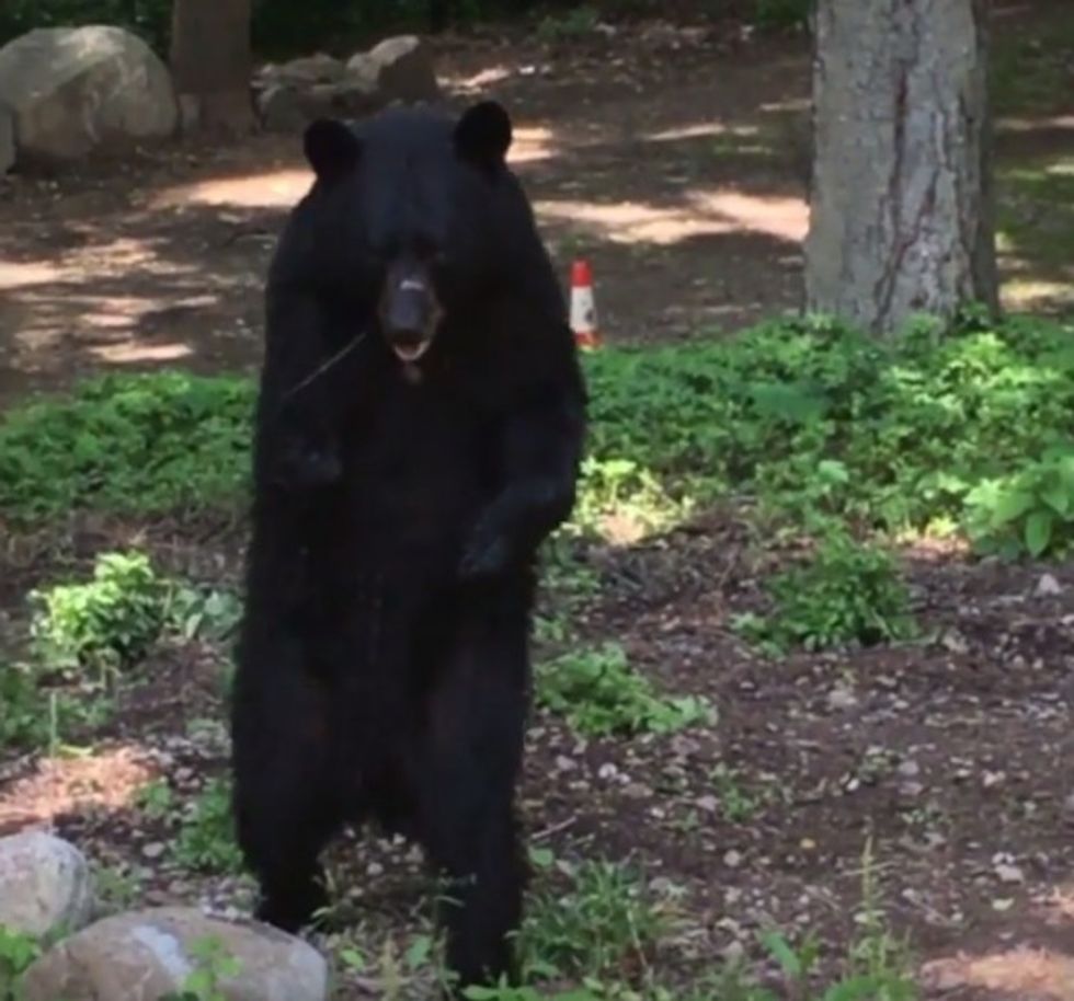 Albums 100+ Pictures black bear walking on hind legs Excellent