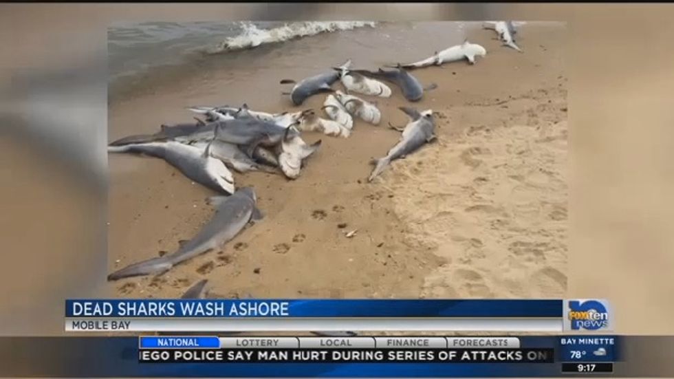 Dozens of Baby Sharks Mysteriously Wash Ashore in Alabama Bay - TheBlaze