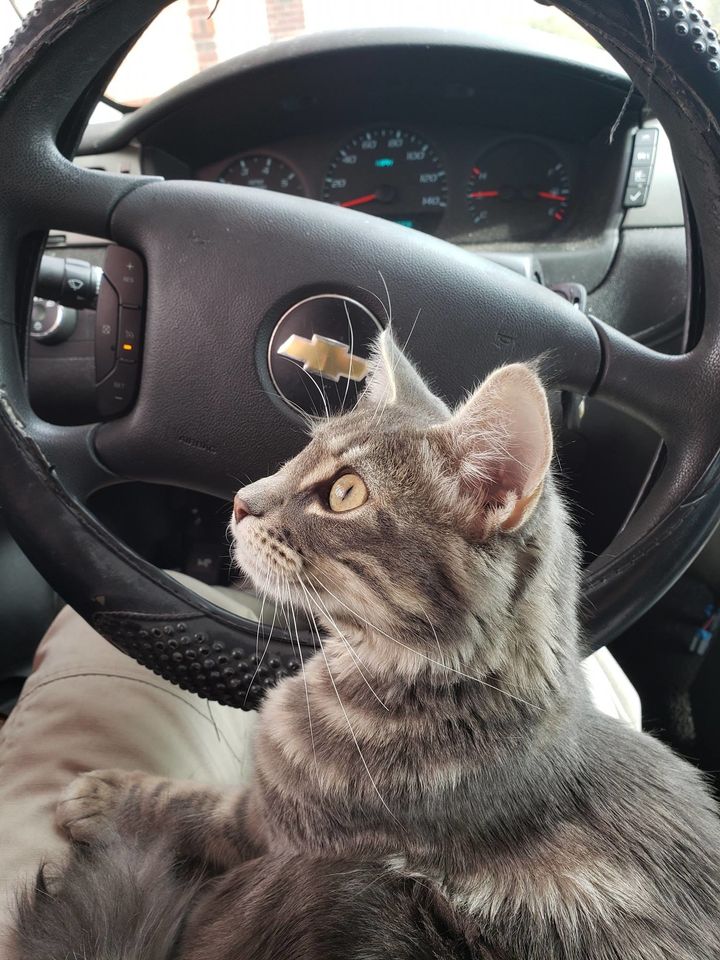 Cop Saves Kitten From Being 'Bait' — And Makes Her His Partner