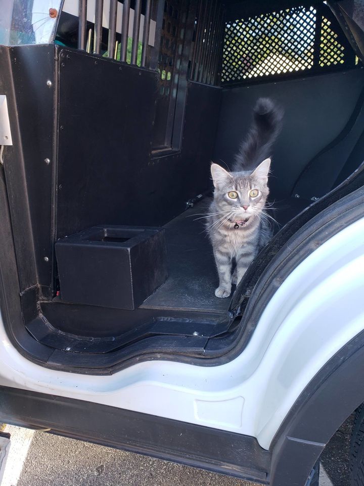 Cop Saves Kitten From Being 'Bait' — And Makes Her His Partner