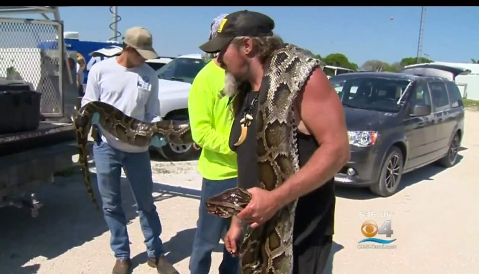 Florida man wrestles, catches 17foot snake with his bare hands, then