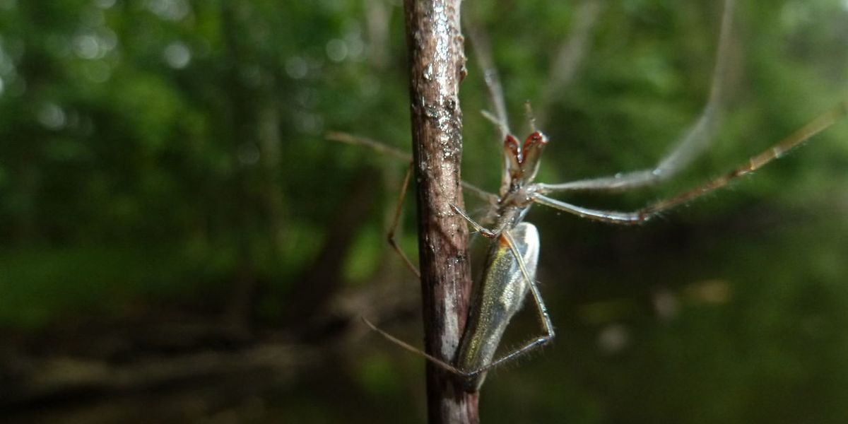Bugs are full of our drugs—and they could be getting other critters hooked, too