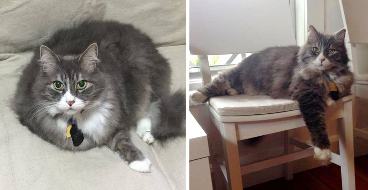 Office Cat Lost His Job But Found Home to Spend His Golden Years