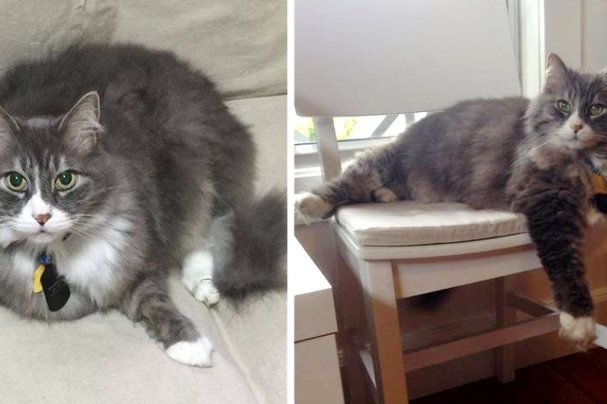 Office Cat Lost His Job But Found Home to Spend His Golden Years