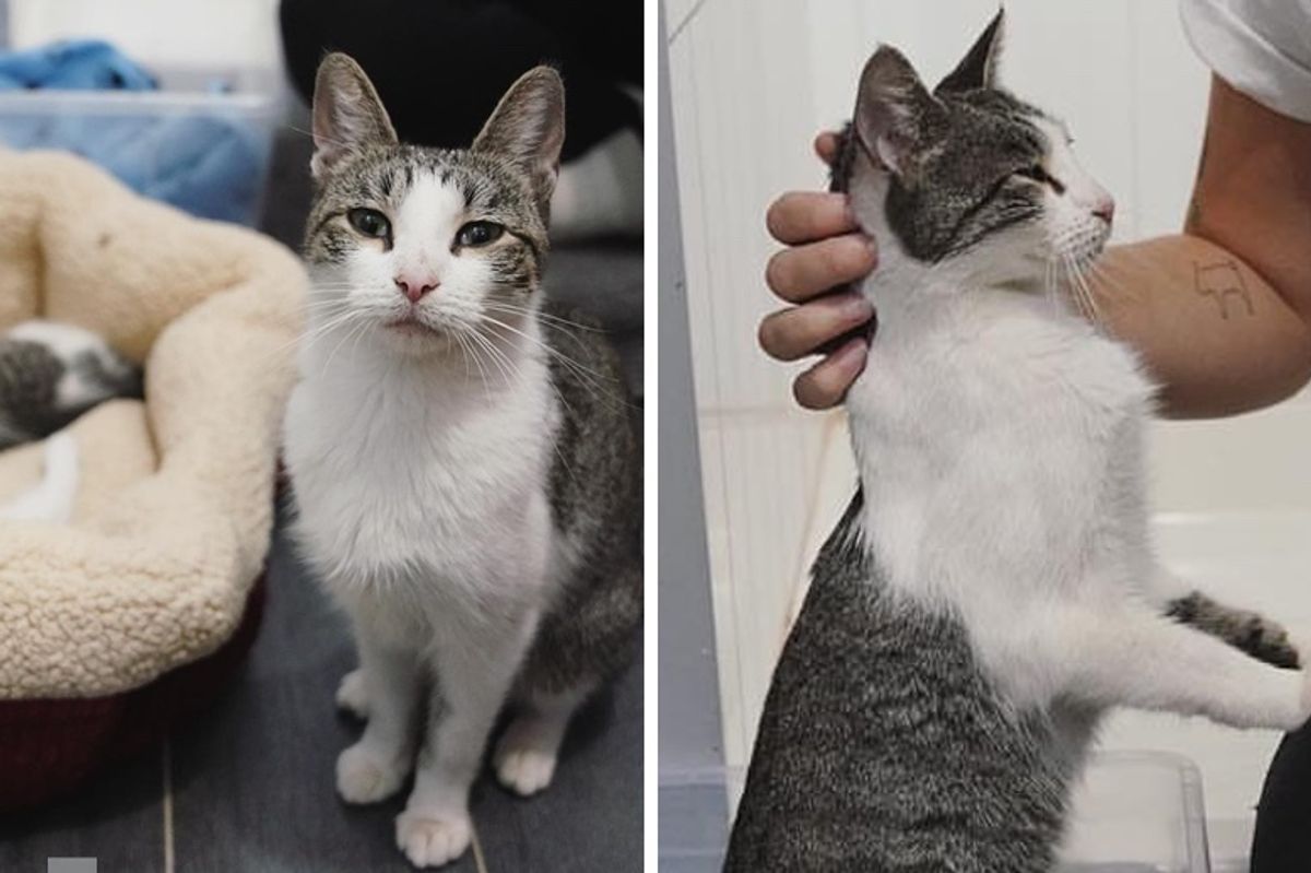 Cat Can't Stop Snuggling Rescuers for Saving Her Kittens From Life on the Streets
