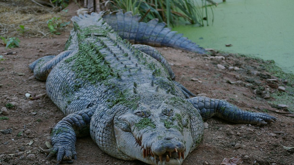 Man wearing Crocs tries to swim with crocodiles, ends up bitten and arrested