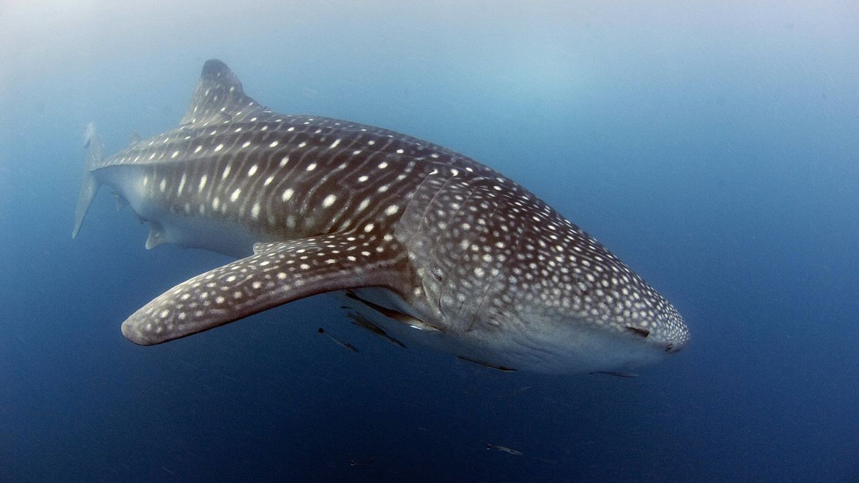 Rare whale shark seen swimming on South Carolina coast