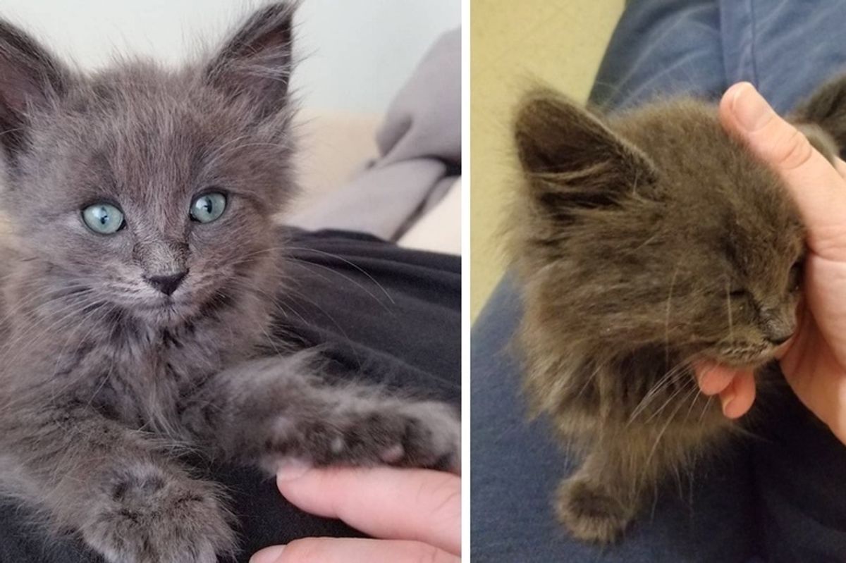Kitten Won't Leave Woman's Lap After He Was Found Alone Under a Car