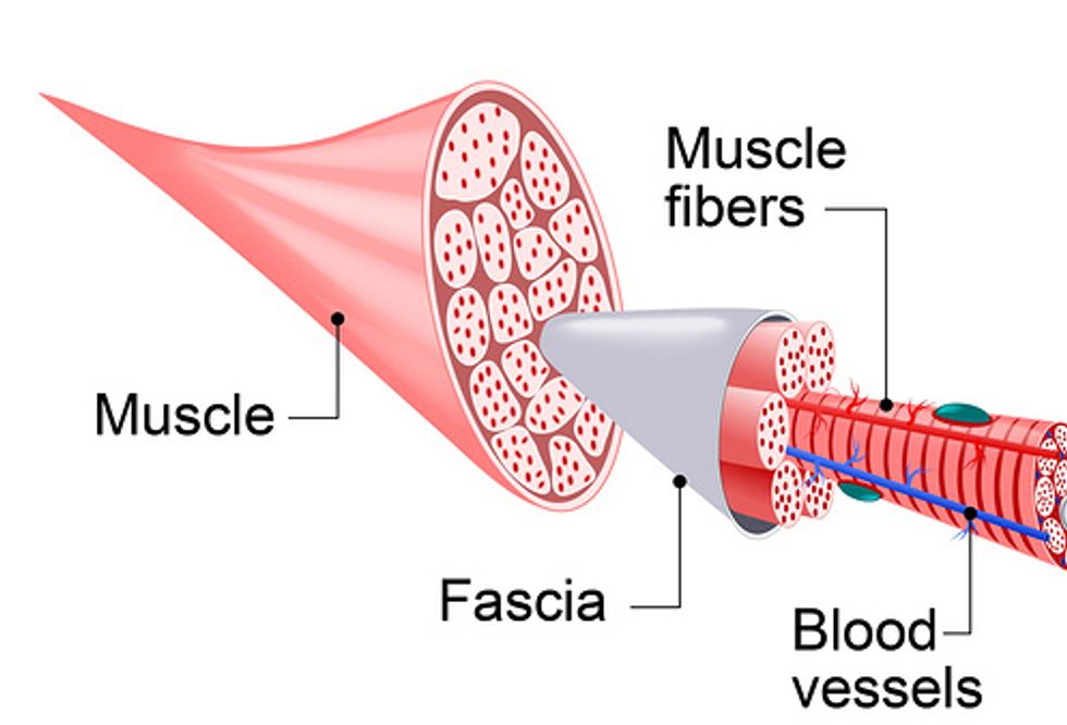 What’s the Deal With Fascia? - trueself