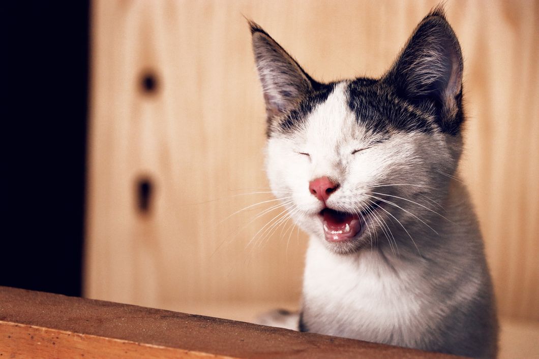 https://www.pexels.com/photo/close-up-photography-of-cat-1183434/
