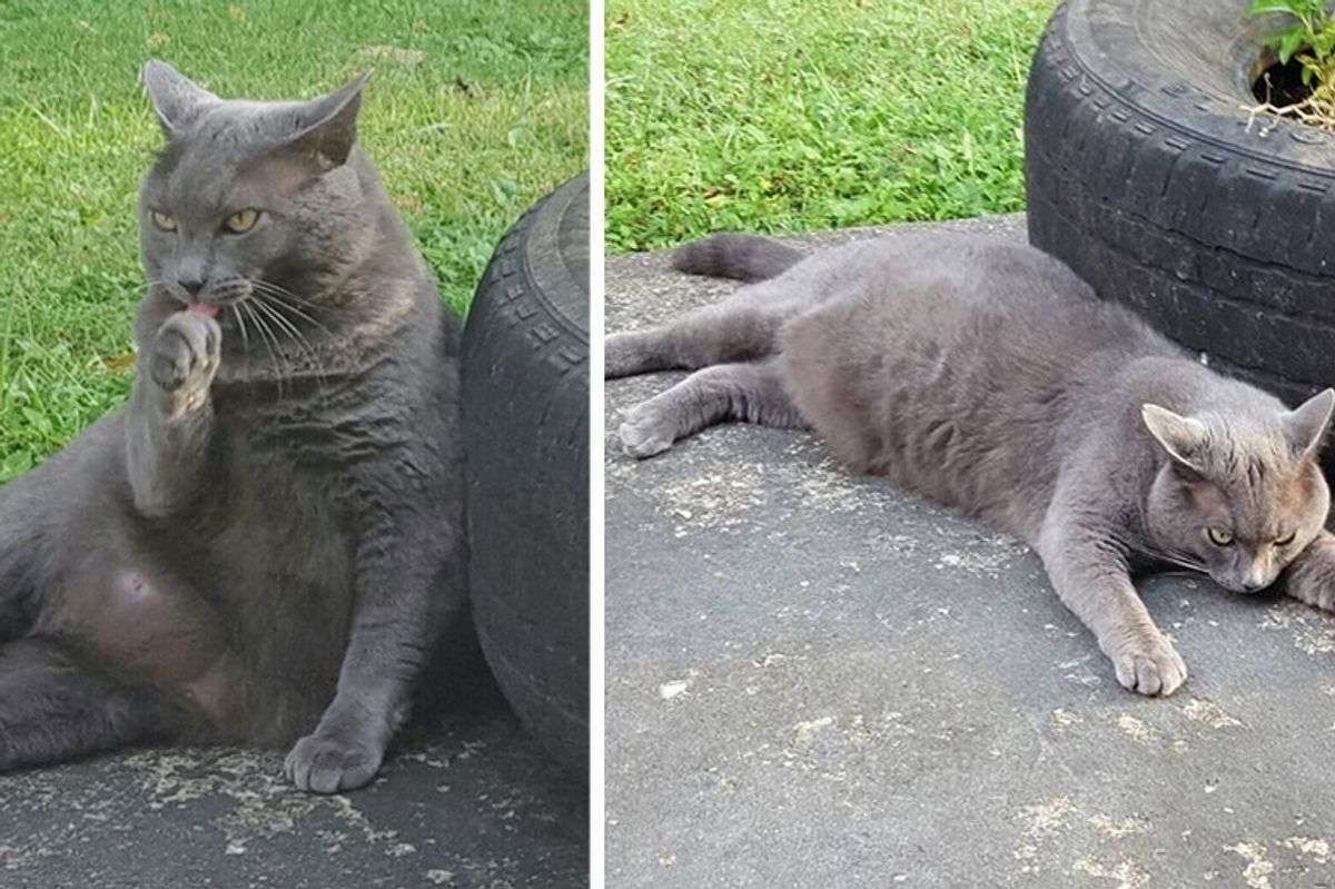 Woman Moved into New Home and Found Cat Outside, the Kitty Kept Coming Back