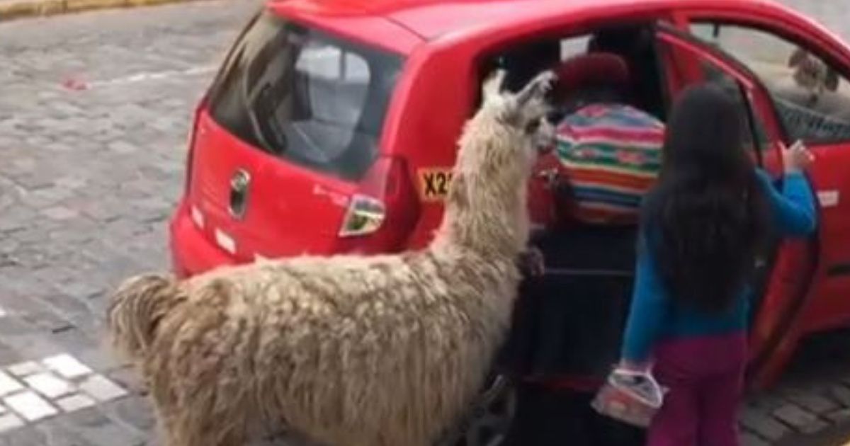 If You Think You Don't Need To See An Alpaca Get Into A Taxi--Think Again ðŸ˜‚