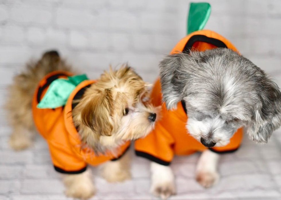 8 Cute Halloween Couples Costumes For You AND Your Dog