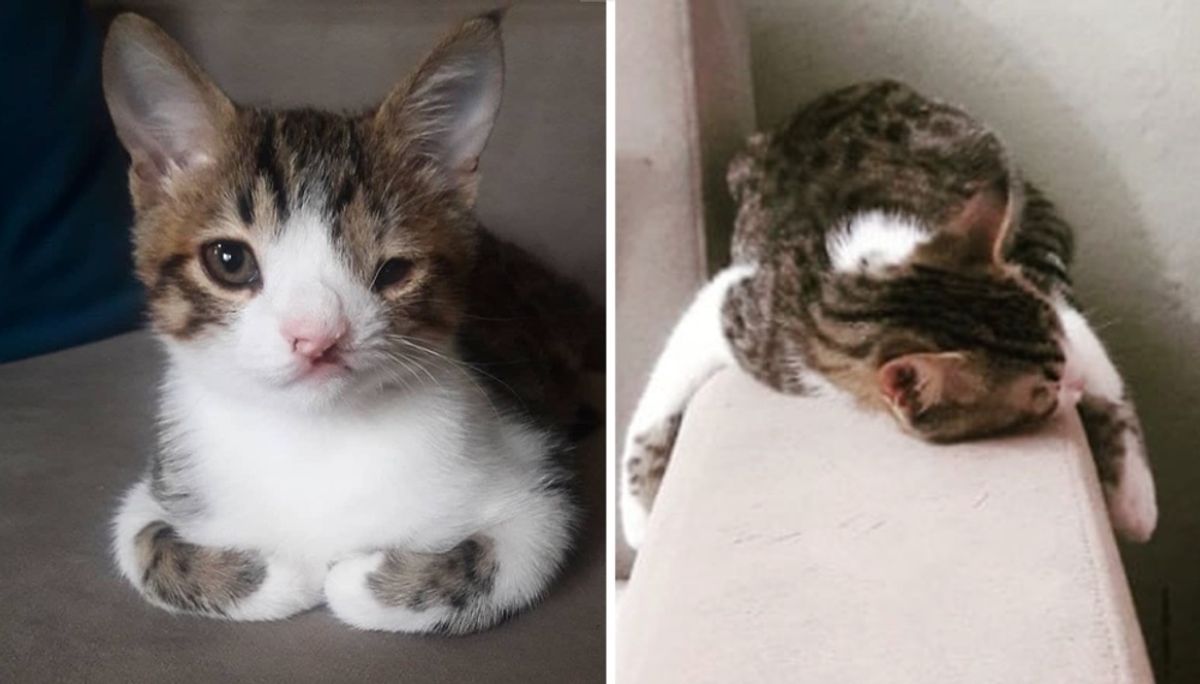 Kitten with Cleft Lip Hugs Everything He Sleeps on After He Finds Loving Home