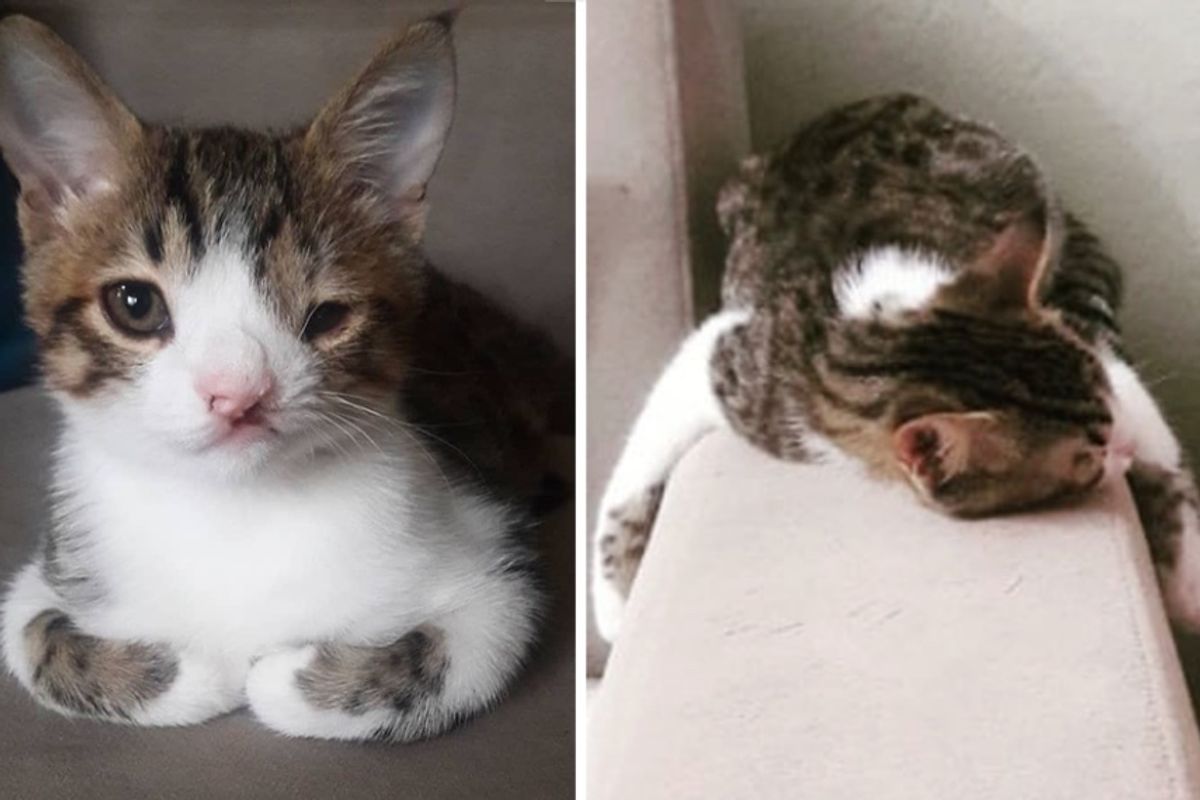 Kitten with Cleft Lip Hugs Everything He Sleeps on After He Finds Loving Home