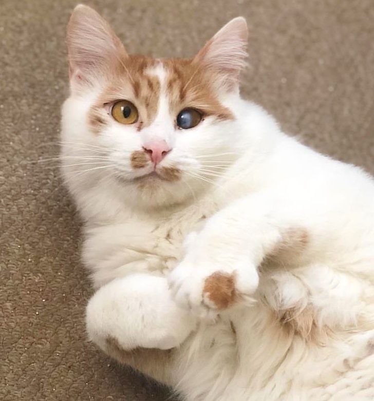 special needs cat rescue