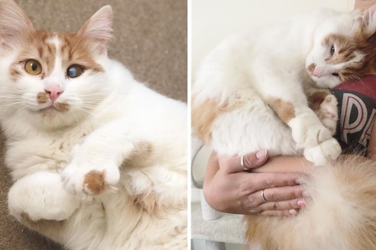 Kitten with Special Needs Couldn't Find Home Until 1 Year Later, Woman Made His Dreams Come True
