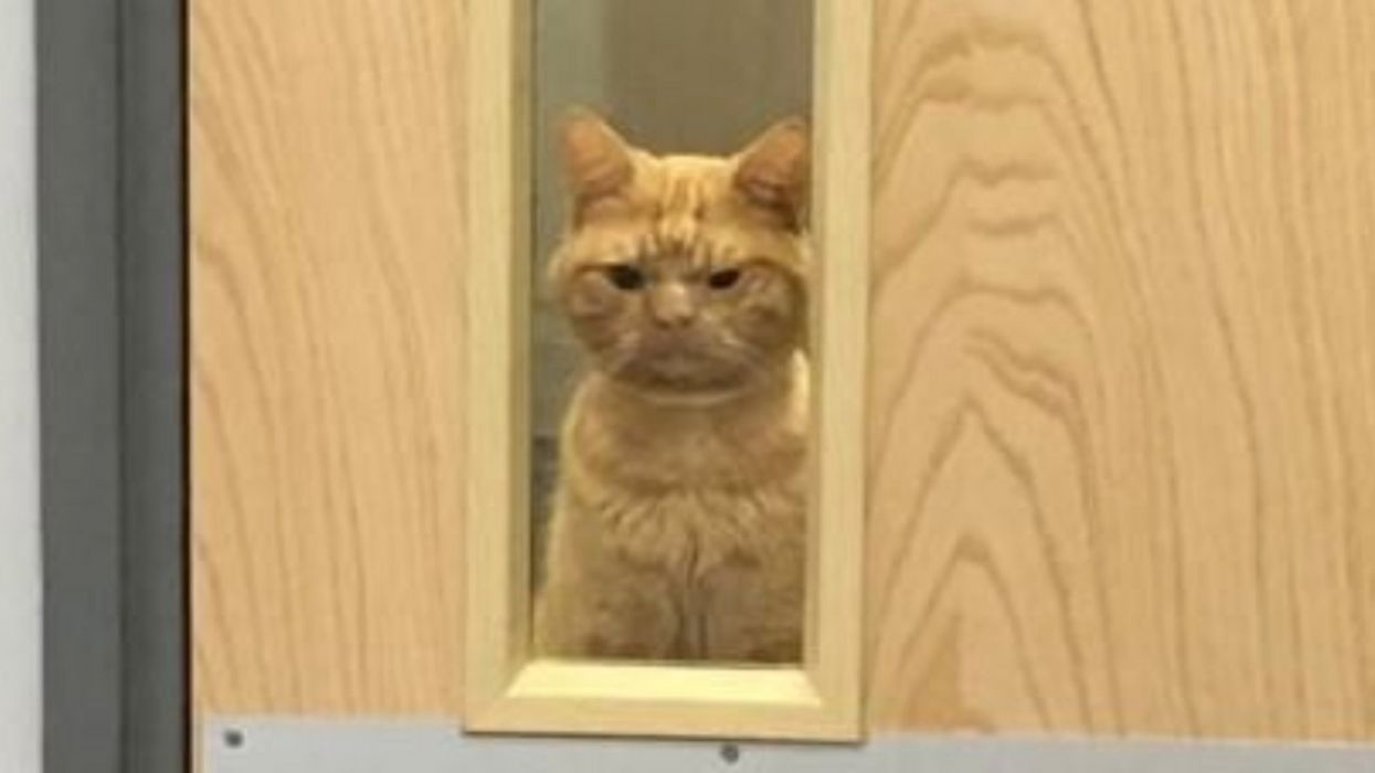 London Animal Hospital Takes In Injured Cat That Could Give Grumpy Cat A Run For His Money 😻