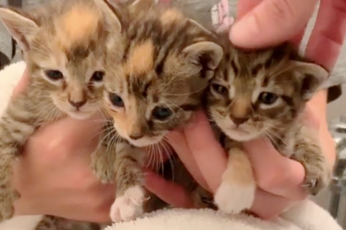 Woman Finds Kittens Abandoned in the Cold Outside Building - the Kitties Cry to Her for Help