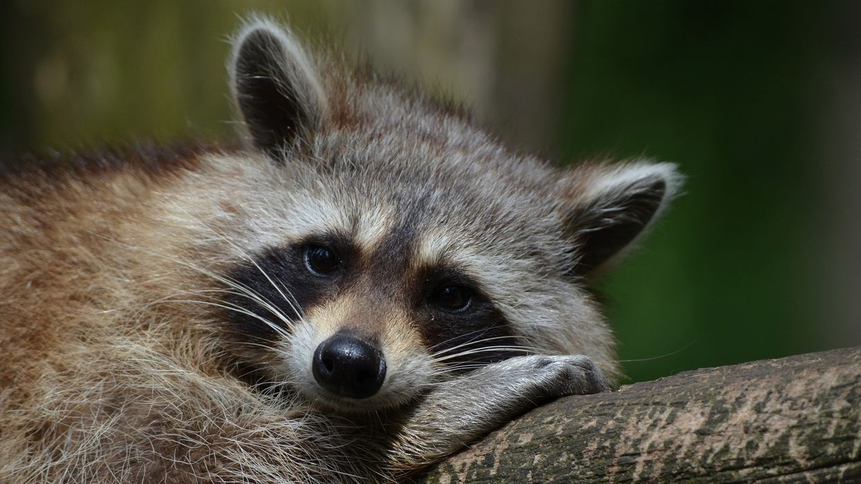 West Virginia police warn town that local raccoons aren't rabid, but instead are drunk on fermented fruit