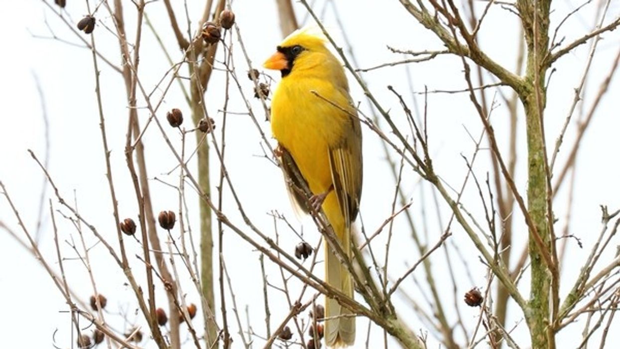 Rare yellow cardinal spotted in Georgia