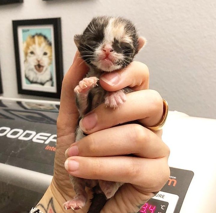 newborn calico kittens