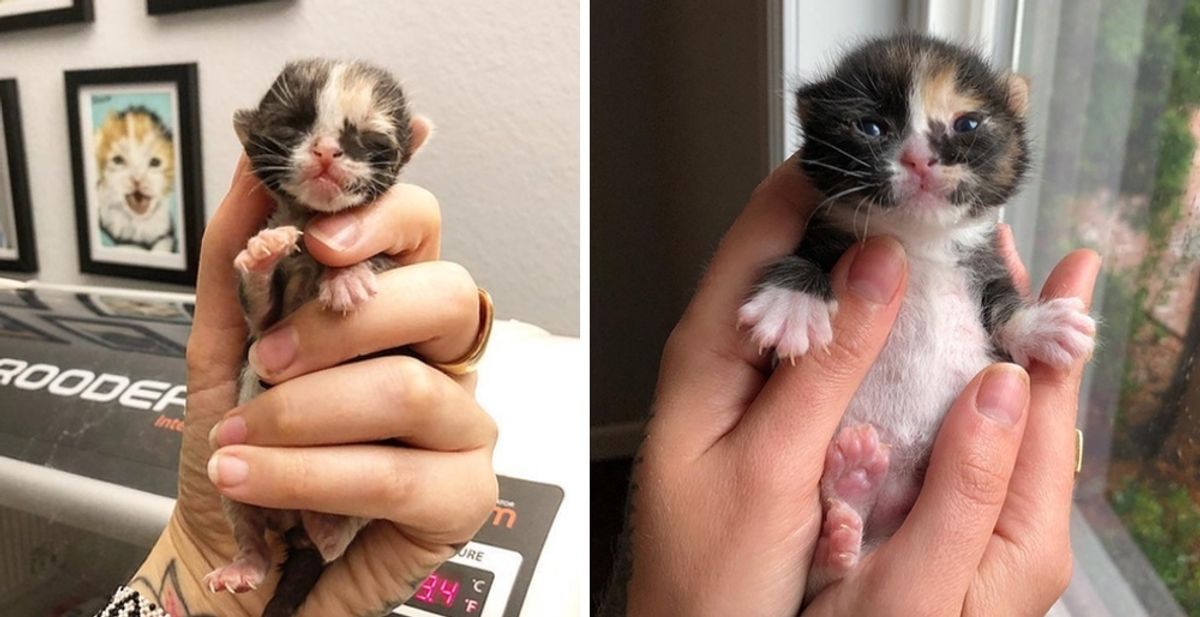 Kitten Found Cold on the Street Hours After Birth, Gets a Chance She Needed to Thrive