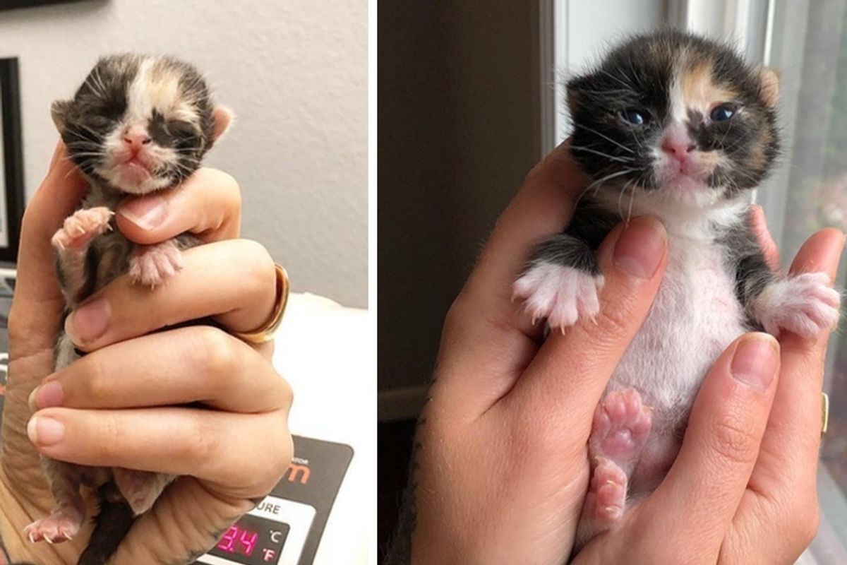 Kitten Found Cold on the Street Hours After Birth, Gets a Chance She Needed to Thrive