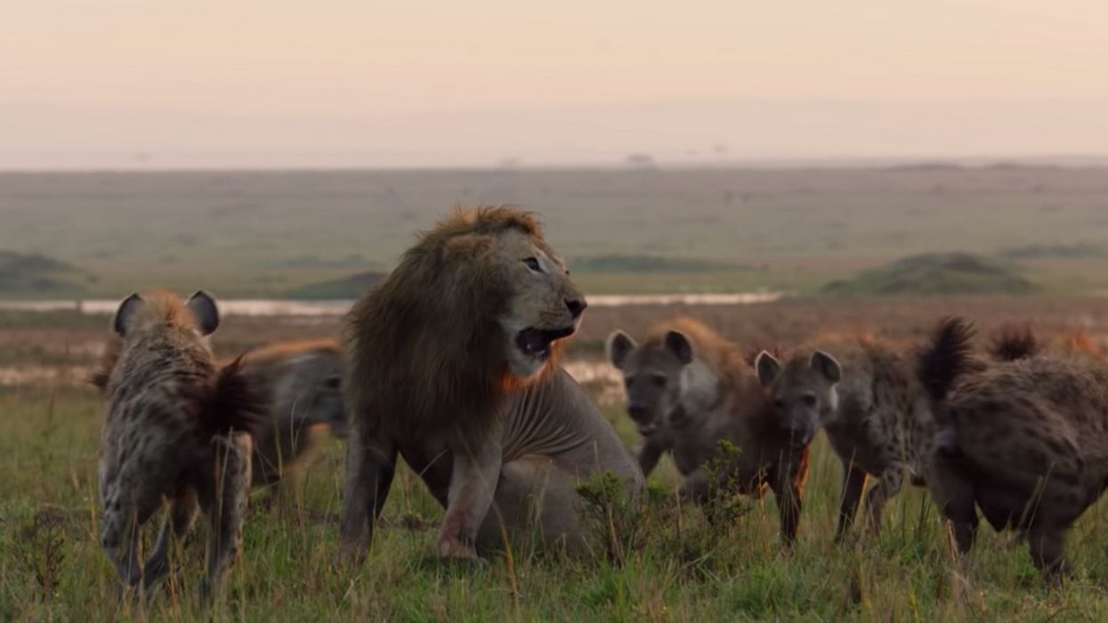This Video Of A Lion Fighting Off 20 Hyenas Is The Stuff Of Disney Legend
