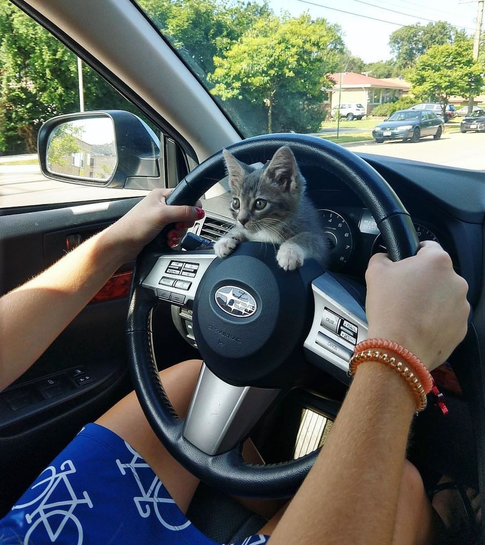 Stray Kitten Climbs onto Cyclist's Shoulder and Insists on Being ...