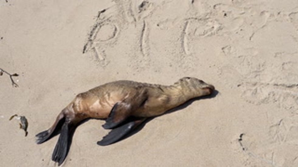 Fukushima blamed for dead sea lions in California TheBlaze