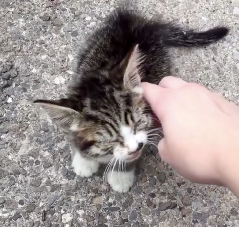 Woman Woke Up to Stray Kitten in Her Garden, Crying for Help - Love Meow