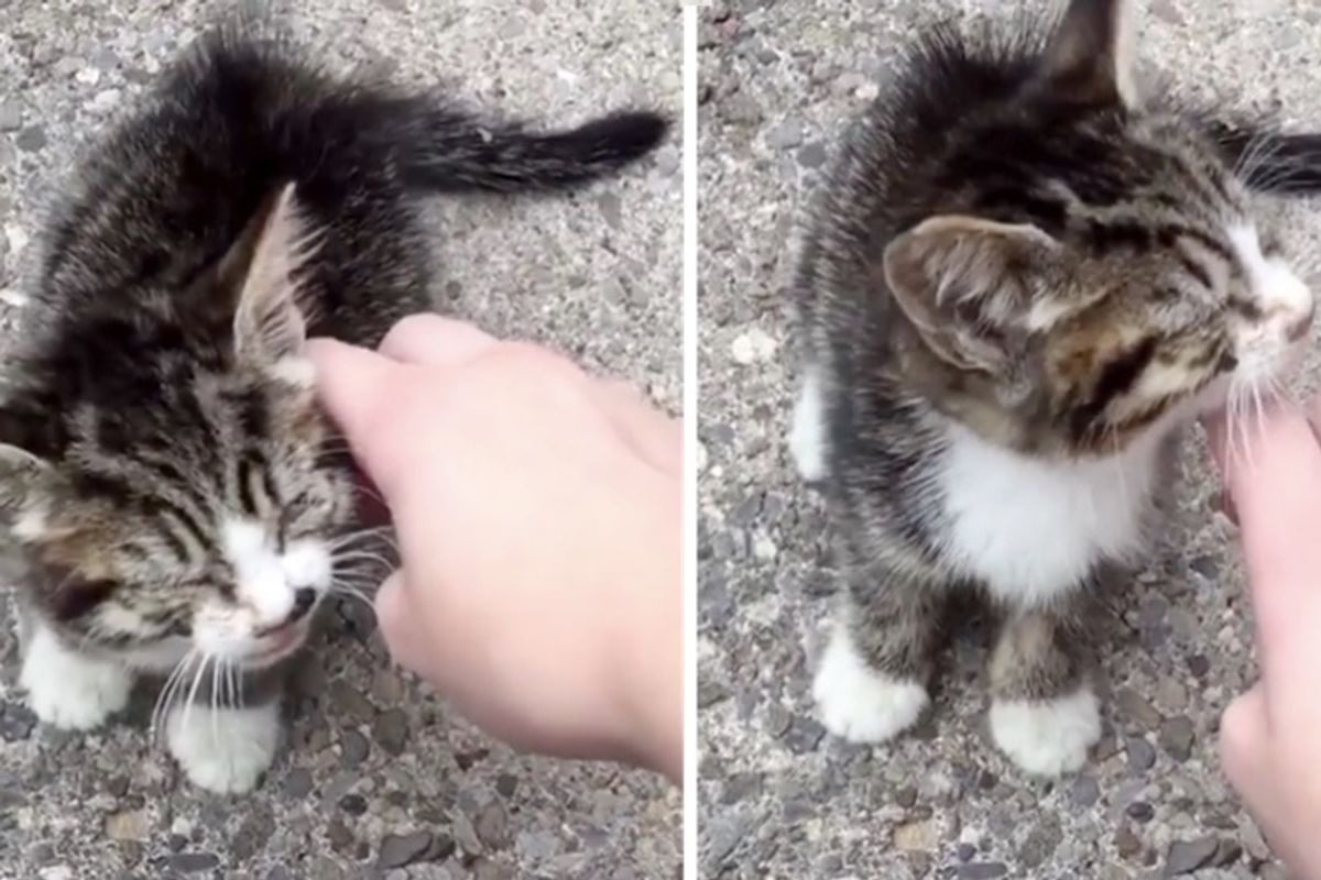 Woman Woke Up to Stray Kitten in Her Garden, Crying for Help