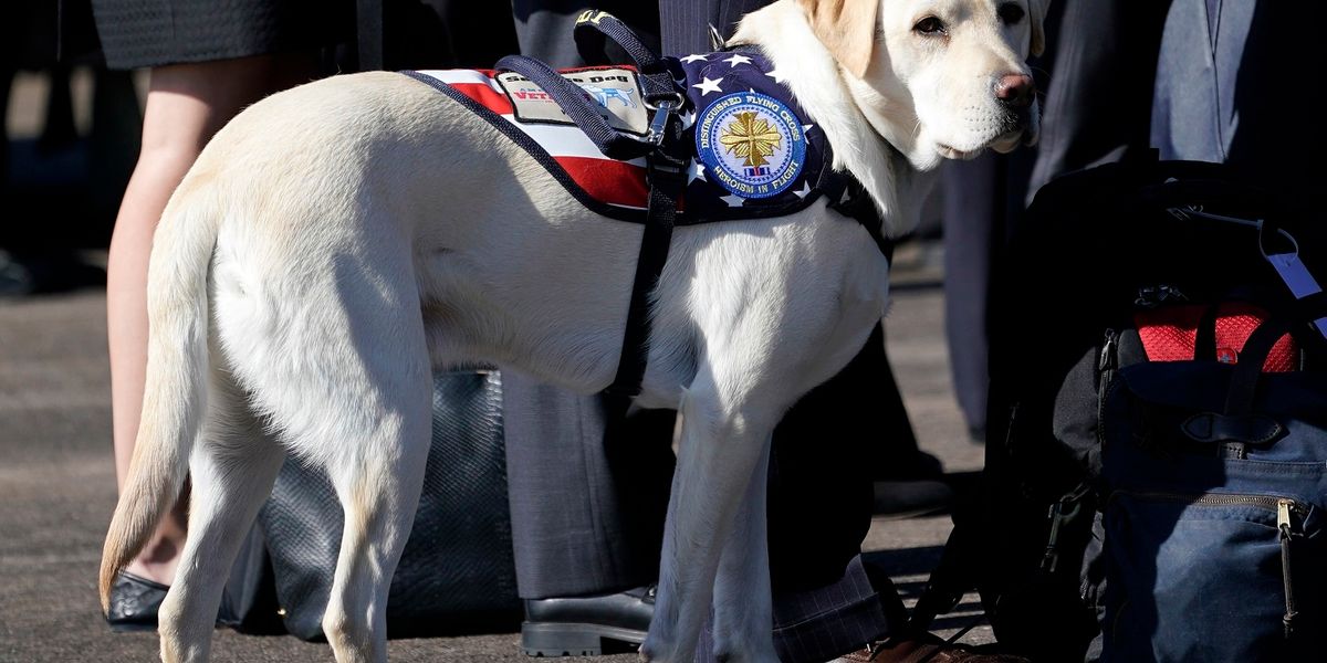 George H.W. Bush's faithful service dog moving to Walter Reed to help wounded veterans - TheBlaze