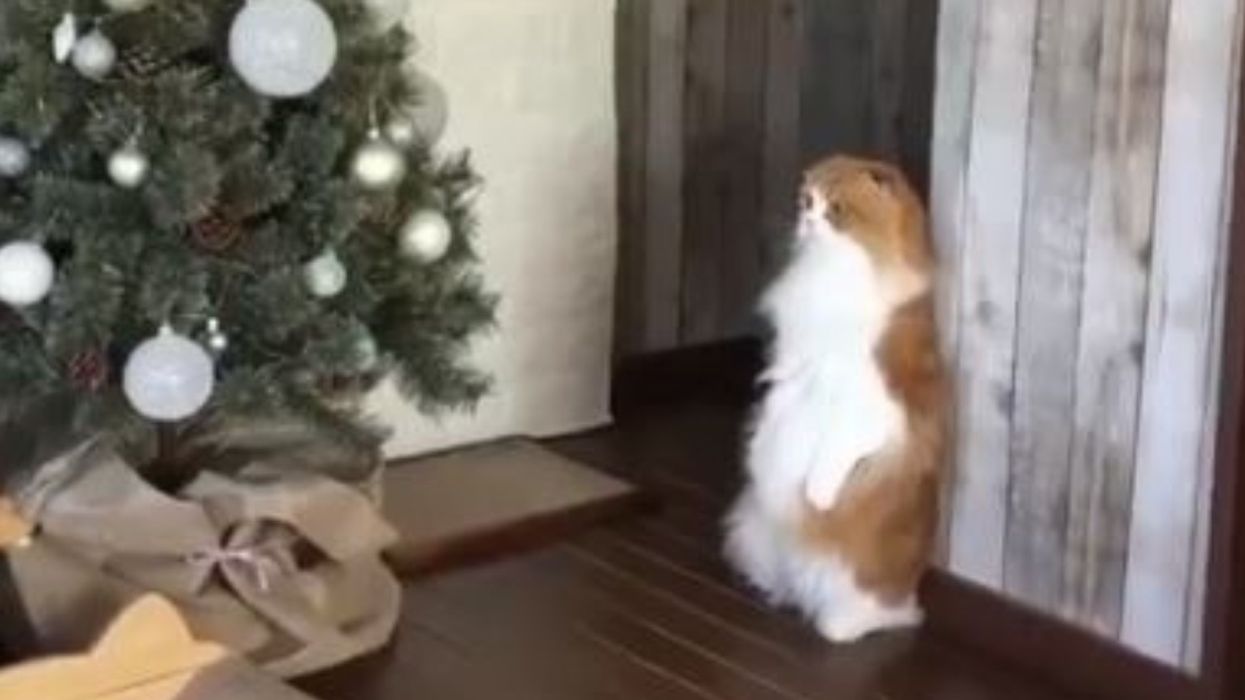 Cat Appears Mesmerized By Christmas Tree In Viral Video—But That Might Not Be The Whole Story