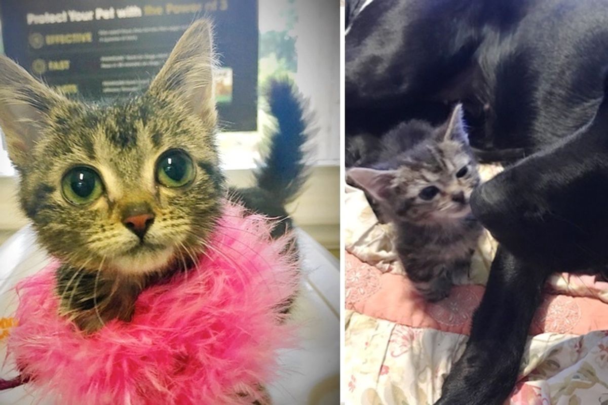 Woman Saves Kitten Who is Forever Tiny, and Turns Her Life Around
