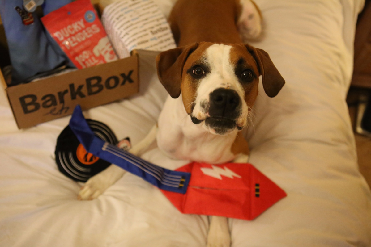 Here's How BarkBox Stacks Up Against Pet Store Toys