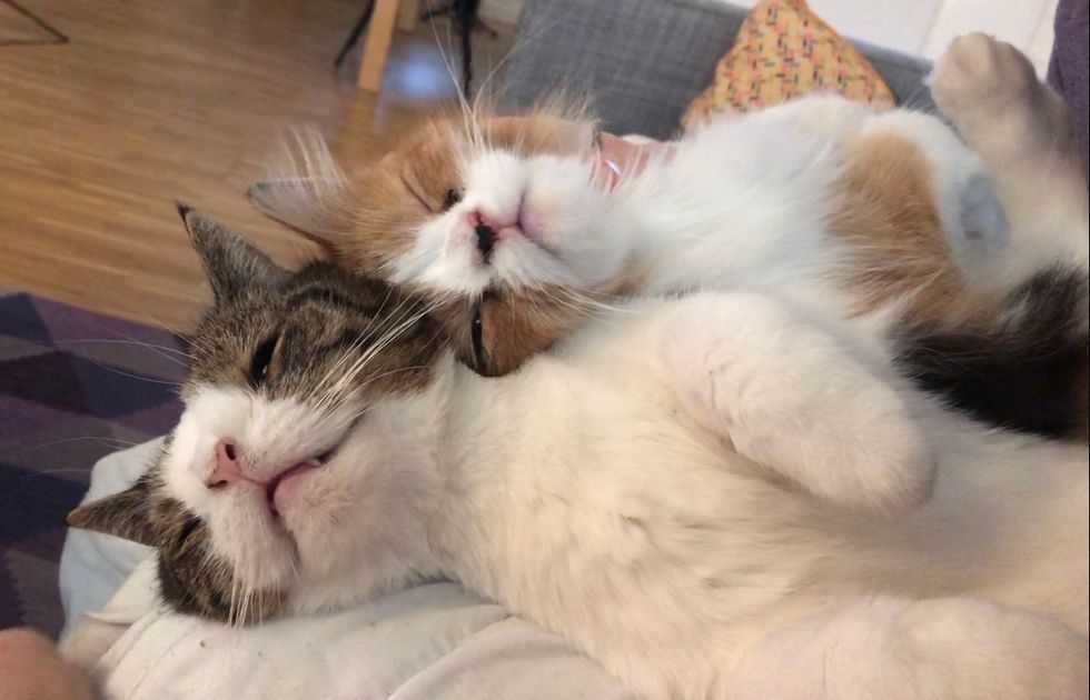 Cat Finds Another Kitty Who Shares Same Unusually Perfect Face - She ...