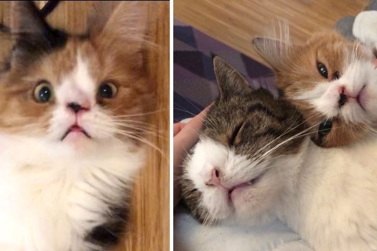 Cat Finds Another Kitty Who Shares Same Unusually Perfect Face - She Follows Him Everywhere