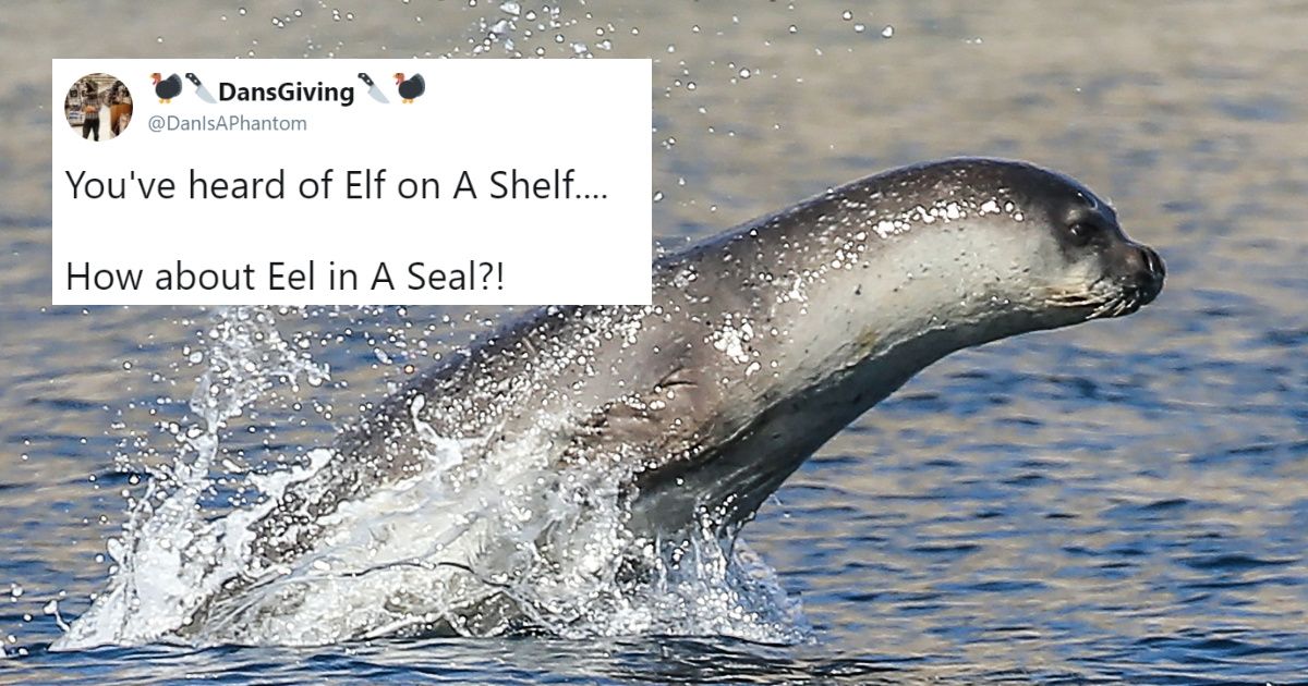 Poor Endangered Monk Seal Gets An Eel Stuck In Its Nose—And People Can't Help But Crack Jokes 😂