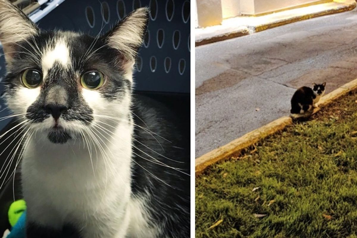 Man Saved Stray Cat and Her Kittens Just In Time Before Bitter Winter Hit Parking Lot