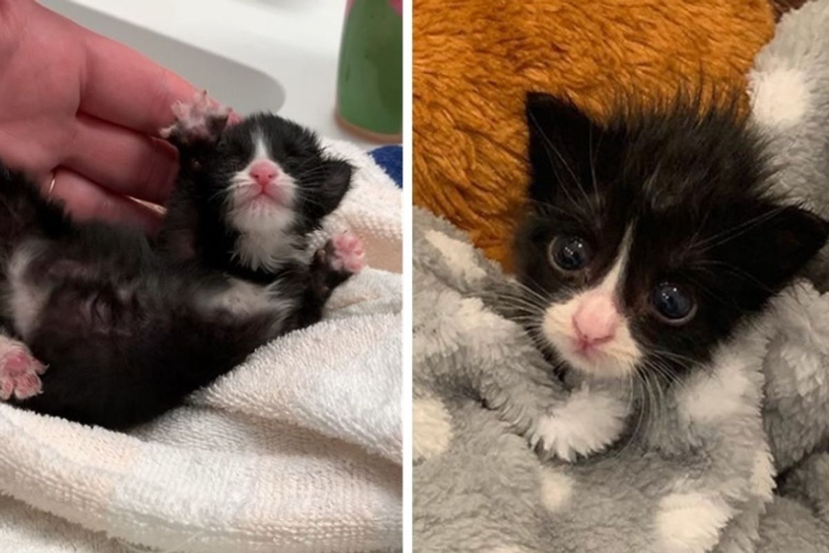Kitten Found Abandoned in a Park, Never Gives Up Despite Having Everything Against Her