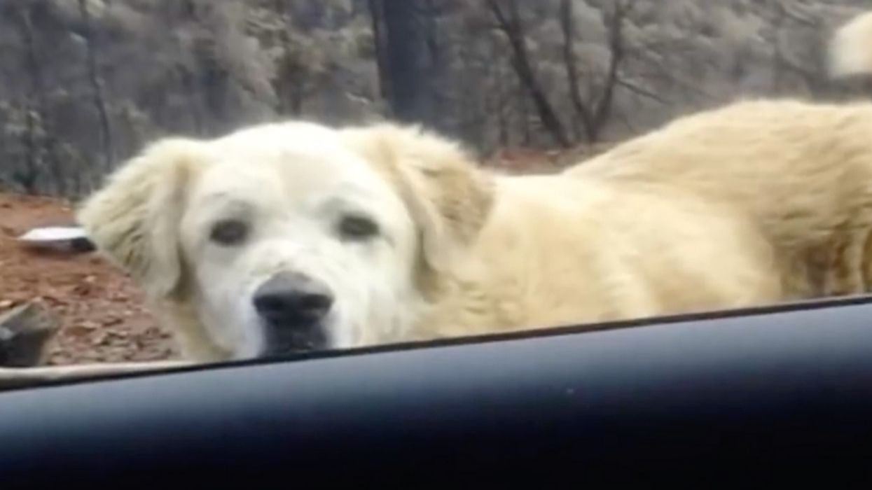 Faithful Dog Found Patiently Waiting For Family Weeks After California Fire Destroyed Their Home 😭
