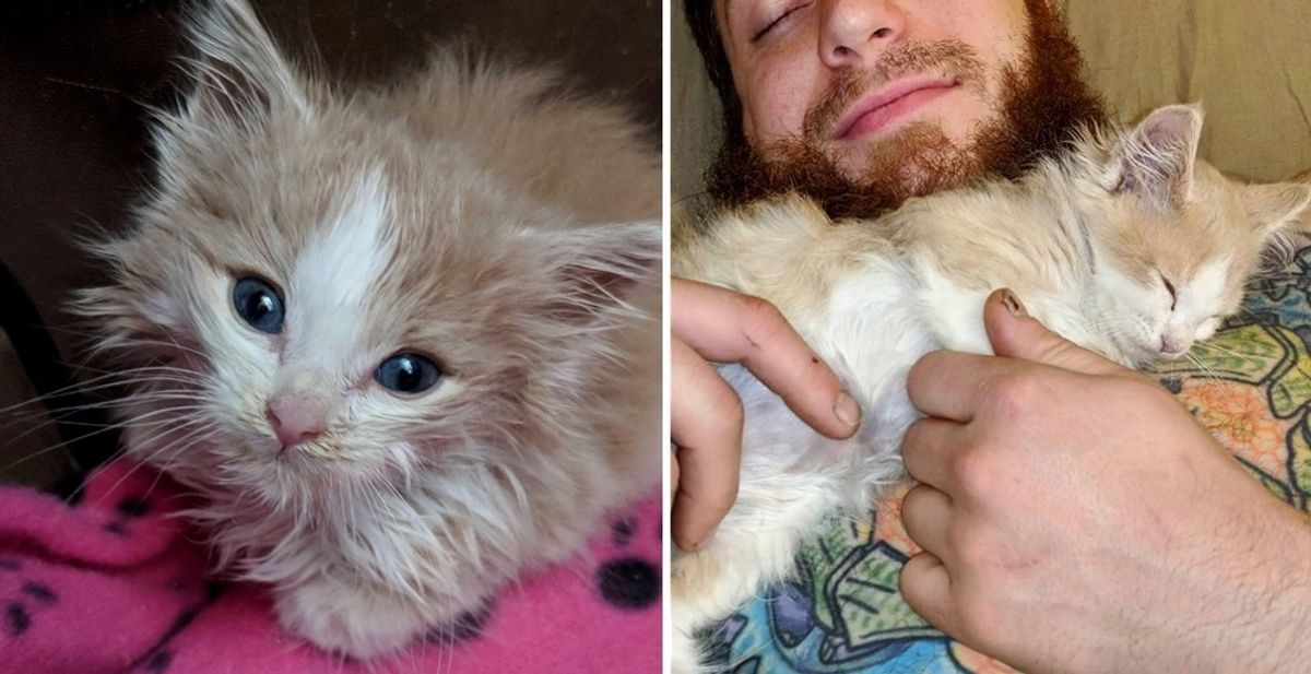 Rescuer Cuddles Kitten Overnight to Save Him After Nothing Else Worked