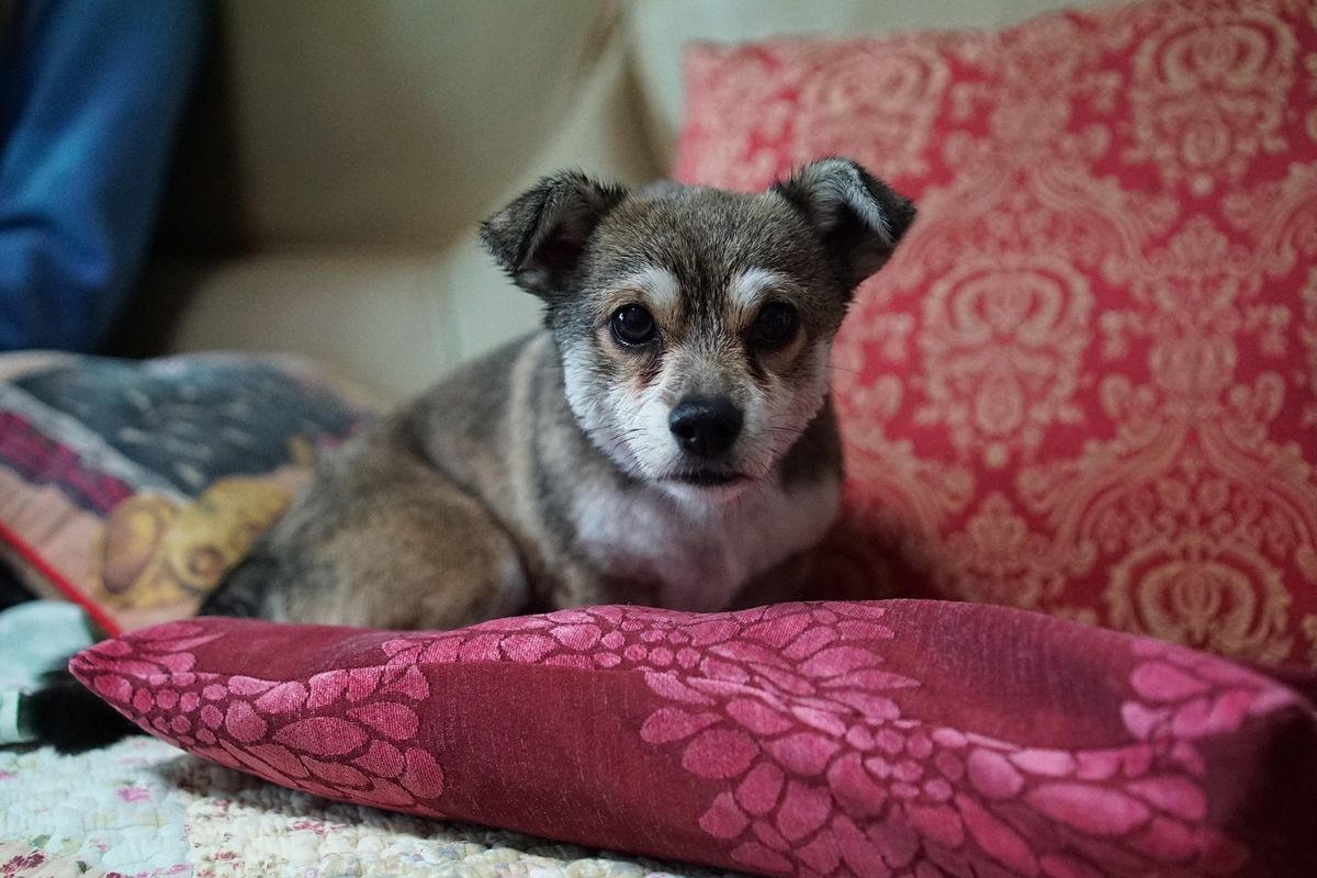 Best Products to Clean Up Pet Messes at Home